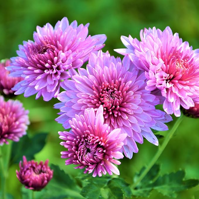 Chrysanthemum (Chrysanthemum scientific name) for planting in garden